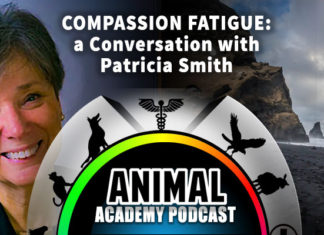 The Animal Academy Podcast: Patricia Smith Tells Us All About Compassion Fatigue...