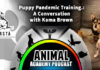 The Animal Academy Podcast: Puppy Training During the Pandemic: Kama Brown