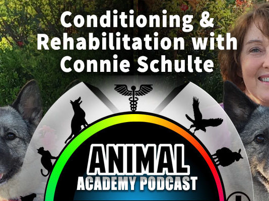 Animal Academy Podcast: Connie Schulte – DPT, CCRP: Conditioning & Rehabilitation Expert Shares All