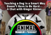 The Animal Academy Podcast: Are You Training Your Dog The Smart Way? Ginger Kinion Can Tell You How...