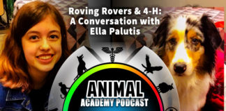 The Animal Academy Podcast: Ella Palutis Shares The 4-H Mission & Details Roving Rovers...