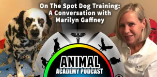 The Animal Academy Podcast: Marilyn Gaffney Tells Us All About On The Spot Dog Training...